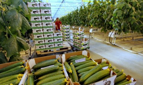 На предприятии «Агрокультура Групп» в Кашире прошла проверка карантинного фитосанитарного состояния