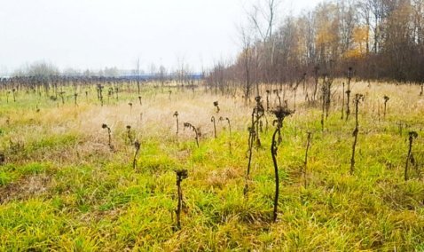 Владельцев частных земель в Кашире оштрафовали за произрастание борщевика