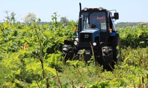 В Кашире проведут мероприятия по окосу территорий, засоренных борщевиком