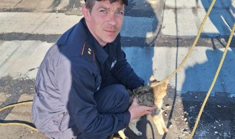 Каширские спасатели помогли застрявшей кошке выбраться из канализации