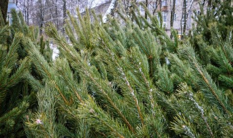 Днем с огнем: где в Кашире купить живую ель?
