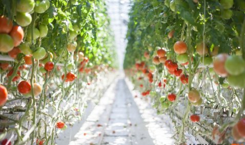 Первый урожай собрали с 3-й очереди тепличного комплекса
