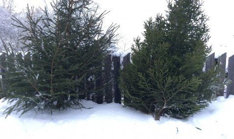 Штраф и уголовная ответственность за самовольную вырубку деревьев