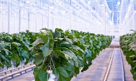 Первые баклажаны соберет в марте «Агрокультура Групп»