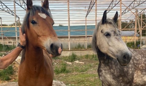 Лошадь и жеребенка украли минувшей ночью с частного подворья в Кашире