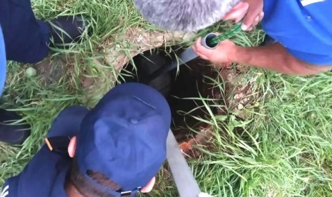 Каширские спасатели вызволили козла из двухметрового колодца