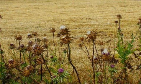 Банк-собственник сельскохозяйственных земель в Кашире получил штраф 400 тысяч рублей
