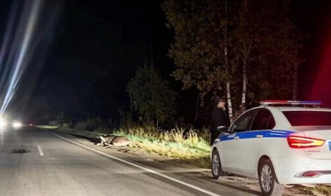 На трассе в районе Тарасково сбили лося