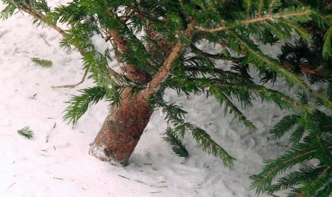 Суд назначил каширянину штрафные работы за незаконную вырубку ели