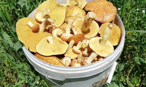 Окрестности Каширы назвали одними из самых грибных мест в Подмосковье