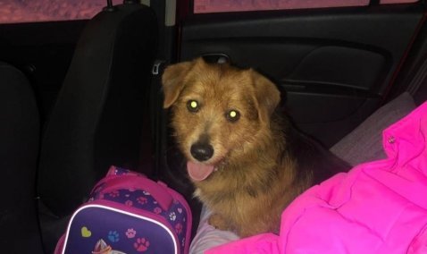 Каширские волонтеры отыскали хозяев собаки, которая оказалась почти за полсотни километров от дома