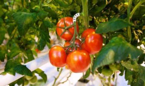 Почти 50 тысяч тонн овощей собрали на предприятии «Агрокультура Групп» городского округа Кашира