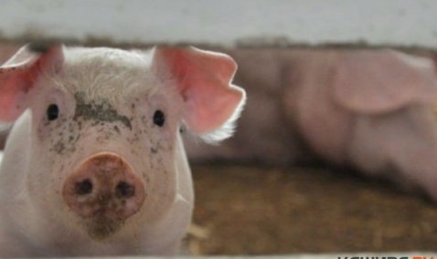 В Кашире выявлена африканская чума свиней