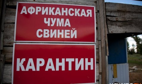 В районе деревни Тарасково установлен карантин по африканской чуме свиней