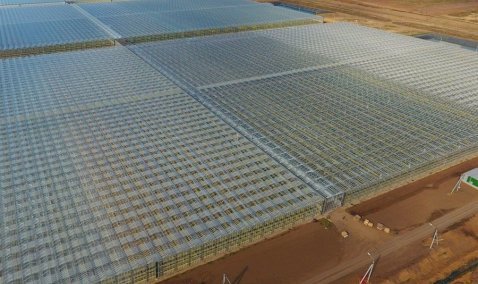 Клубнику, ежевику, салат и огурцы будут выращивать на пятой очереди теплиц «Агрокультуры Групп» 