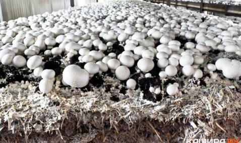 У грибной компании Каширы появится крупный сосед-конкурент