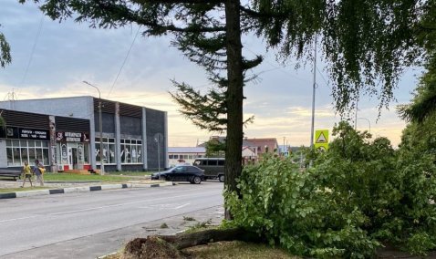 Поваленные деревья, разбитые машины, оборванные провода: в Кашире покуражилась стихия