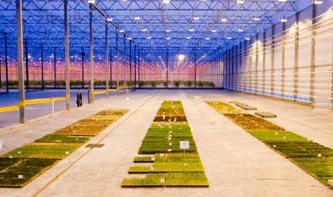 Микрозелень начали выращивать в тепличном комплексе «Агрокультура Групп» в Кашире