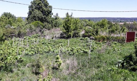 Названы участки дорог городского округа Кашира, где до середины июня будут вести обработку от борщевика