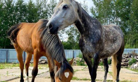 Похищенных в Кашире лошадей обнаружили при попытке вывоза из города