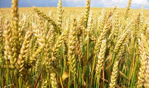 Кашира стала второй в Подмосковье по площадям ярового сева