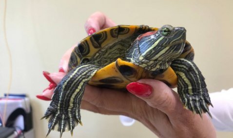 Живую черепаху выбросили вместе с мусором – животное обнаружили на ленте комплекса по переработке в Кашире