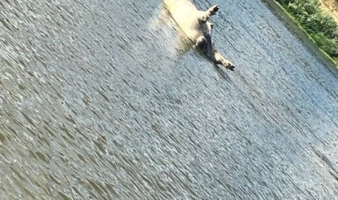 Туши мертвых свиней плывут по Оке в Кашире – очевидцы