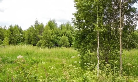 Каширского собственника 124 гектара земли обяжут удалить сорняки и деревья