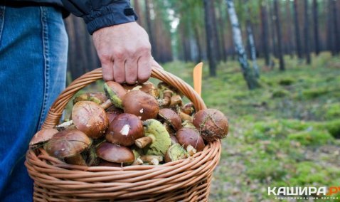 В лесу возле деревни Лиды пропал пожилой грибник