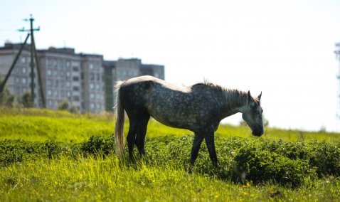 Ходят кони: в Кашире-3 животное едва не попало под колеса автомобиля