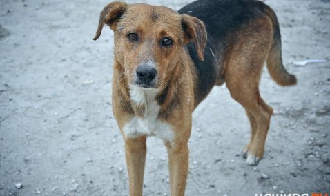 Больше 1 млн потратят на безнадзорных животных в Кашире