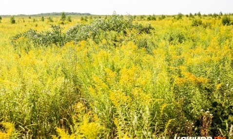Каширским пчеловодам до конца месяца рекомендовали не выпускать насекомых в поля