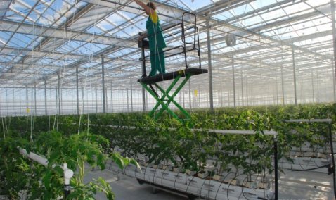 Теплица за 5 млрд рублей