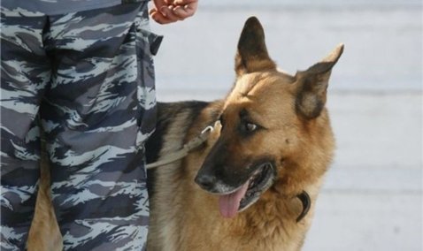В Кашире проверяли сообщение о минировании детских садов