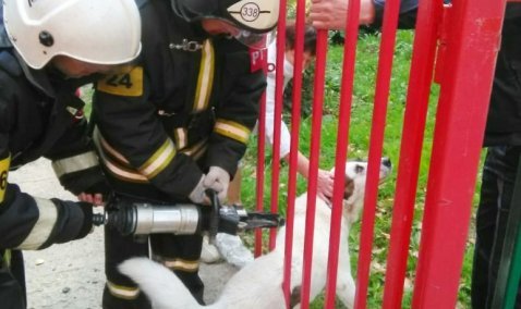 Каширские спасатели освободили собаку, застрявшую в калитке школьного ограждения