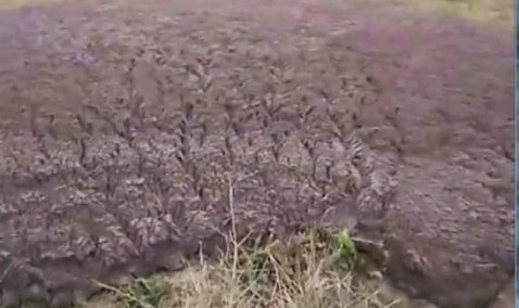 Сельхозпредприятие в Тарасково обязали устранить навалы отходов, обнаруженные жителями