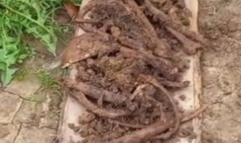 В деревне под Каширой рабочий во время рытья колодца обнаружил человеческие кости