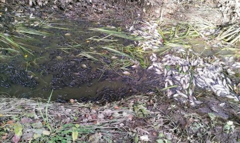 Масштабная гибель рыбы зафиксирована на пруду под Каширой