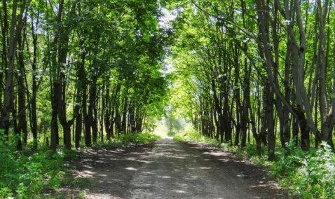 «Дубовая роща», парк на станции Кашира, усадьба Зендиково – на «Доброделе» проходит голосование за благоустройство лесопарков