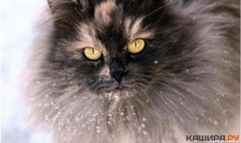 Каширский котик – один из лидеров областного фотоконкурса «Мартовские коты»