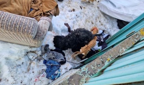 Прокуратура взяла на контроль ситуацию с истощенными собаками в Кашире