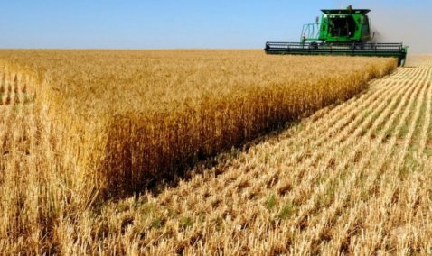 Рекордный урожай зерновых собрали в этом году в городском округе Кашира