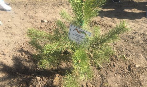 Медиацентр "Росток" наградили за победу в конкурсе видеороликов "Лес Победы"