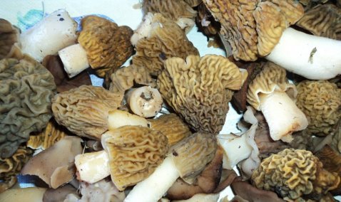 В окрестностях Каширы пошли сморчки и строчки – Роспотребнадзор предупреждает об опасности отравления