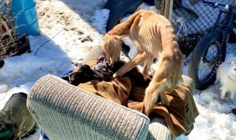 Живодерню с истощенными собаками обнаружили в Кашире
