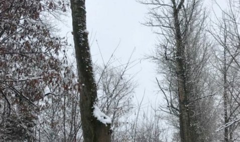 Тополиную аллею на Советском проспекте спиливать не будут