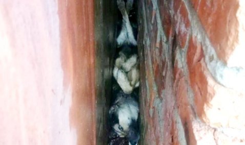 Каширские спасатели пришли на помощь застрявшей между гаражей собаке