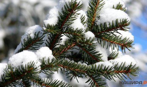 Фактов незаконной вырубки леса не зафиксировано