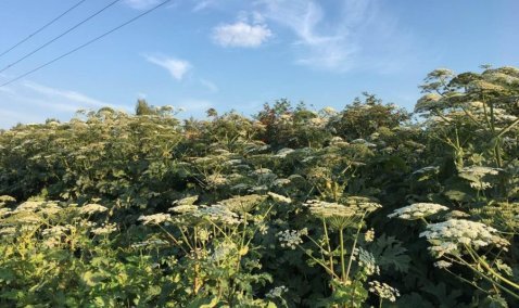 Более 7,5 гектаров поражено борщевиком Сосновского в поселке Большое Руново