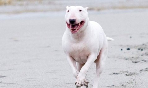 В Кашире хозяин охотничьей собаки, растерзанной бультерьером, отсудил компенсацию материального ущерба